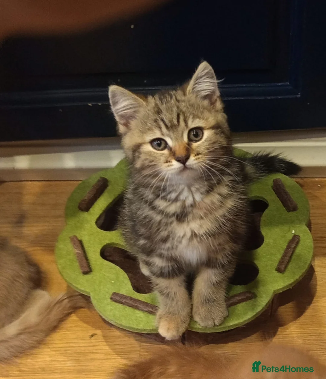 Mixed Breed cats for sale: Tabby and blue tortie girls looking forever home  - Advert 25