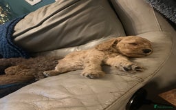 Miniature Poodle dogs for sale: REDUCED Mini poodle pups - Image 8