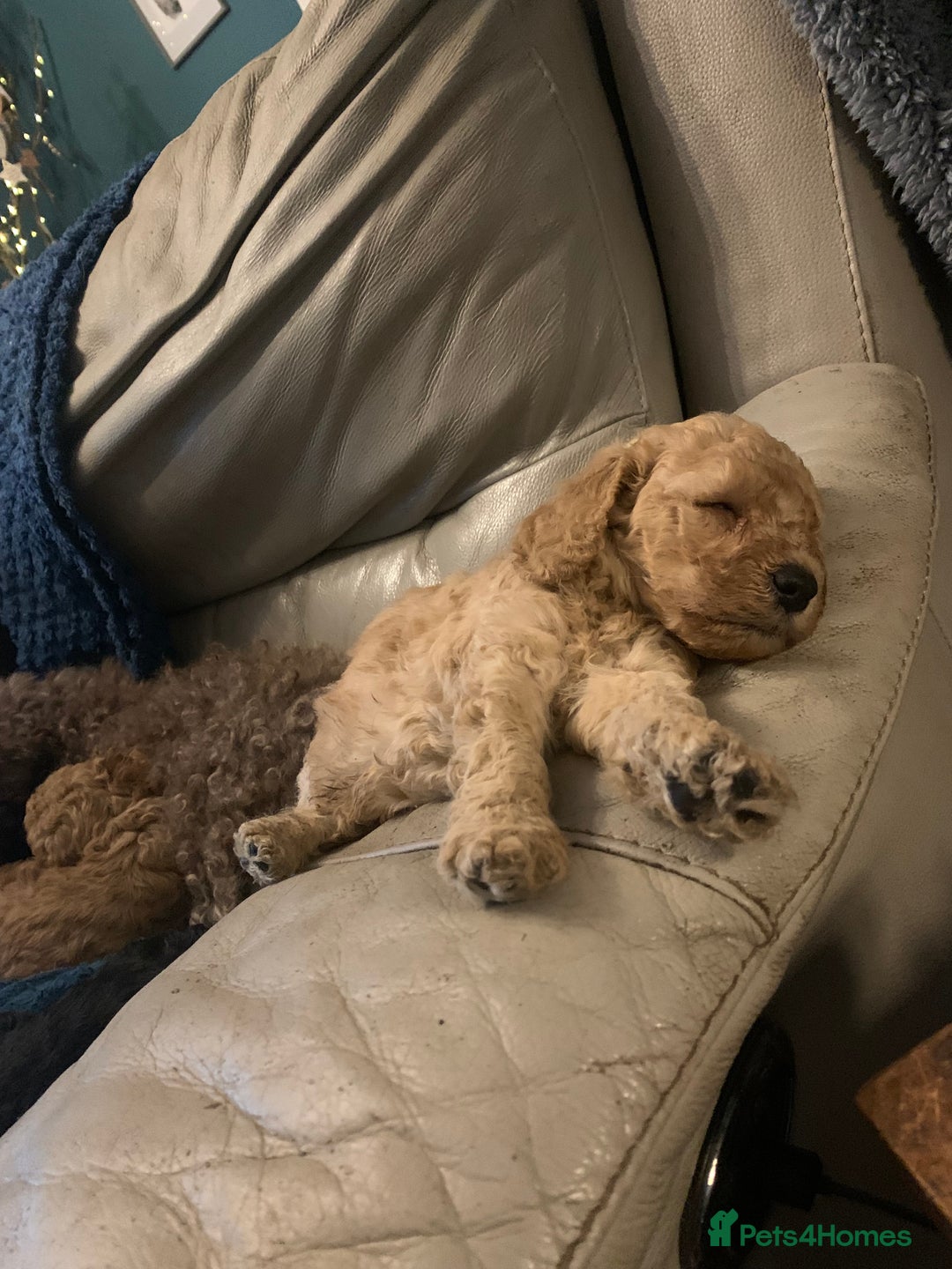 Miniature Poodle dogs for sale: REDUCED Mini poodle pups - Image 8
