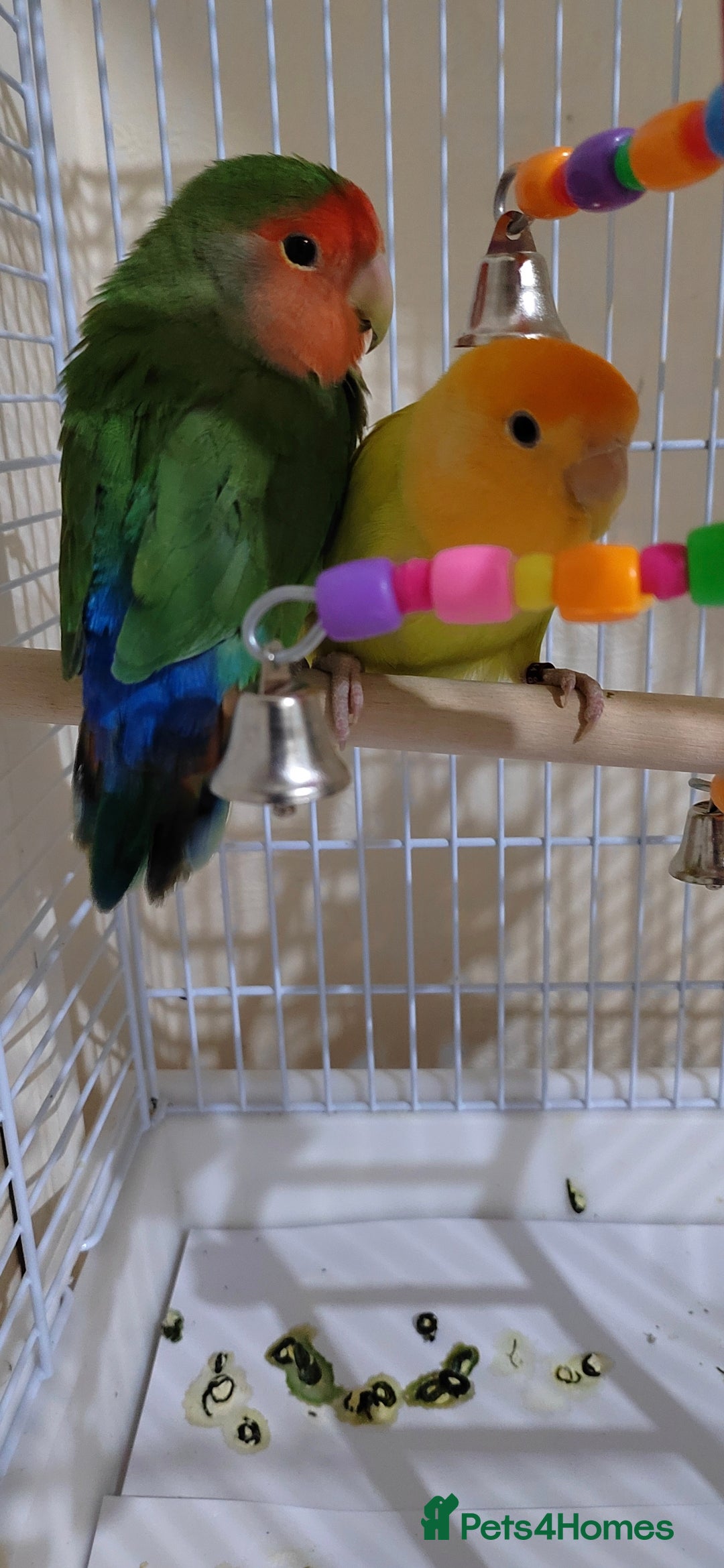 Lovebirds birds for sale: Gorgeous Cute Pair of lovebirds  - Advert 5