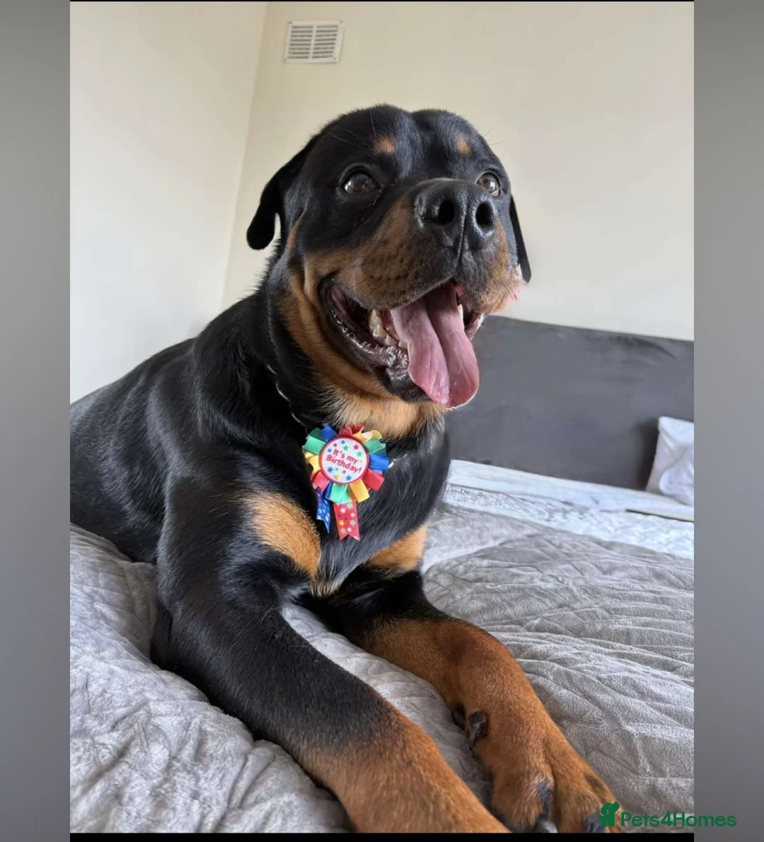 Rottweiler dogs for stud: Male Rottweiler for stud  in Canvey Island - Advert 3