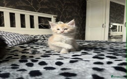 Maine Coon cats for sale: BEAUTIFUL FULL MAINE COON KITTENS AVAILABLE NOW 🐱 - Advert 8