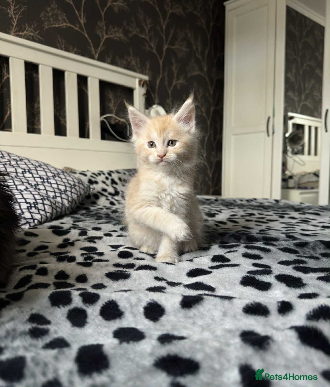 Maine Coon cats for sale: BEAUTIFUL FULL MAINE COON KITTENS AVAILABLE NOW 🐱 - Advert 8