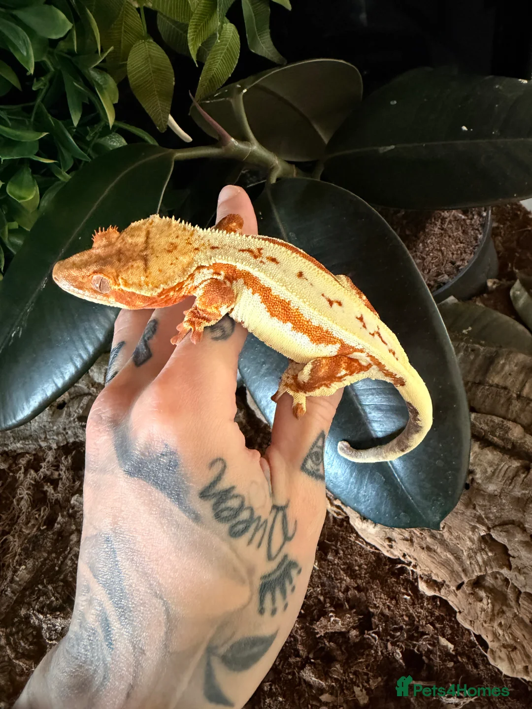 Gecko reptiles for sale: Crested gecko breeding collection  - Advert 1