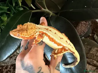 Gecko reptiles Crested gecko breeding collection - Advert 9