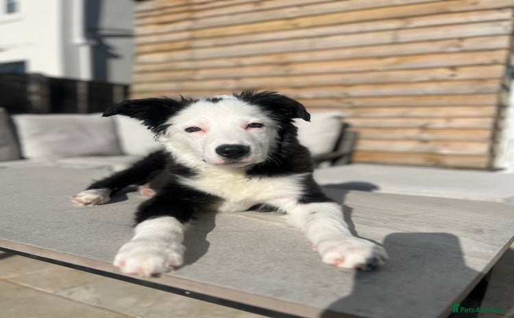 Border Collie dogs - Advert 8