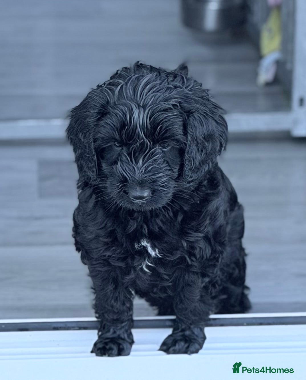 Australian Labradoodle dogs Ready now 2 black Australian labradoodle girls  - Advert 6