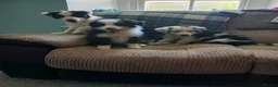 Border Collie dogs for sale: Beautiful border collie puppies  - Advert 2