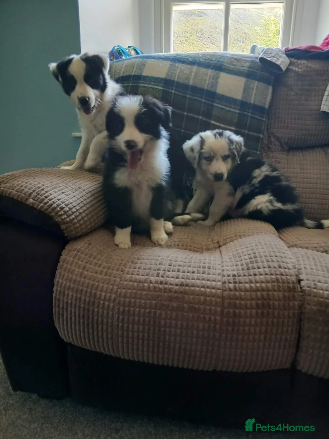 Border Collie dogs for sale: Beautiful border collie puppies  - Advert 2