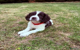 English Springer Spaniel dogs for sale: Springer spaniel pups  - Image 13