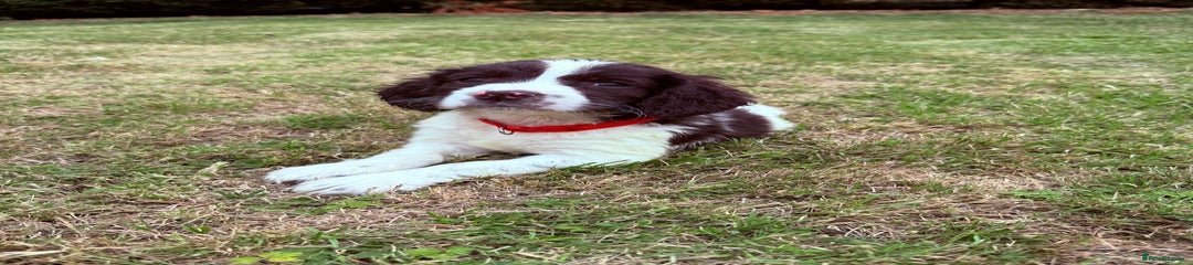 English Springer Spaniel Puppy 6