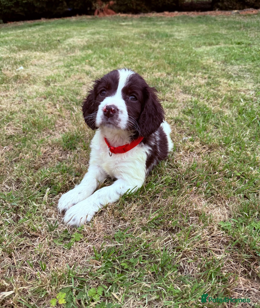 English Springer Spaniel dogs for sale: Springer spaniel pups  - Image 13