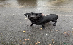 Labrador Retriever dogs for sale: lovely Female for sale  - Advert 4