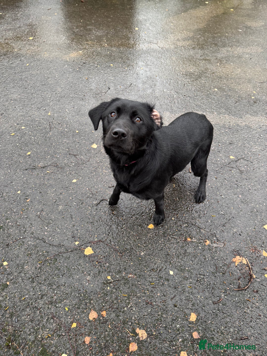 Labrador Retriever dogs for sale: lovely Female for sale  - Advert 4
