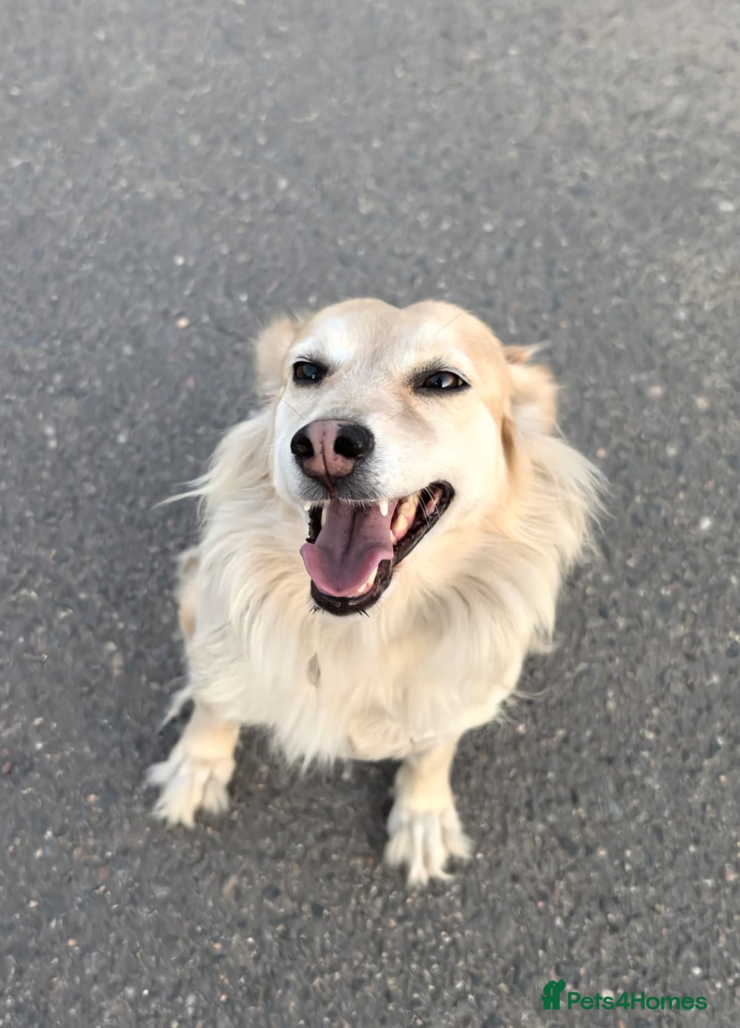 Mixed Breed dogs for adoption: 💖🐶 DOCHA 🐶💖 - Image 18