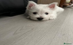 West Highland Terrier dogs for sale: West Highland White Terrier Puppies - Image 20