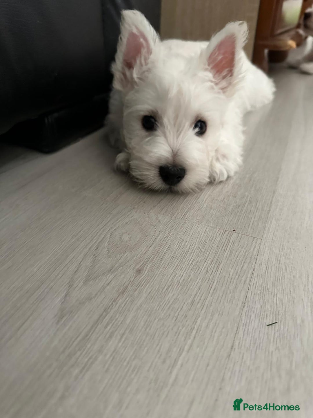 West Highland Terrier dogs for sale: West Highland White Terrier Puppies - Image 20