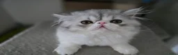 Persian cats for sale: Persian Kittens Extreme Punch Face – Bi-Color GCCF - Advert 22