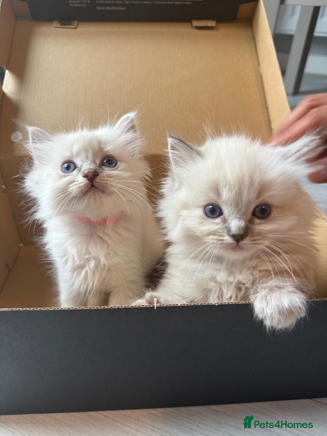 Ragdoll cats for sale: Beautiful Ragdoll Kittens  - Image 18