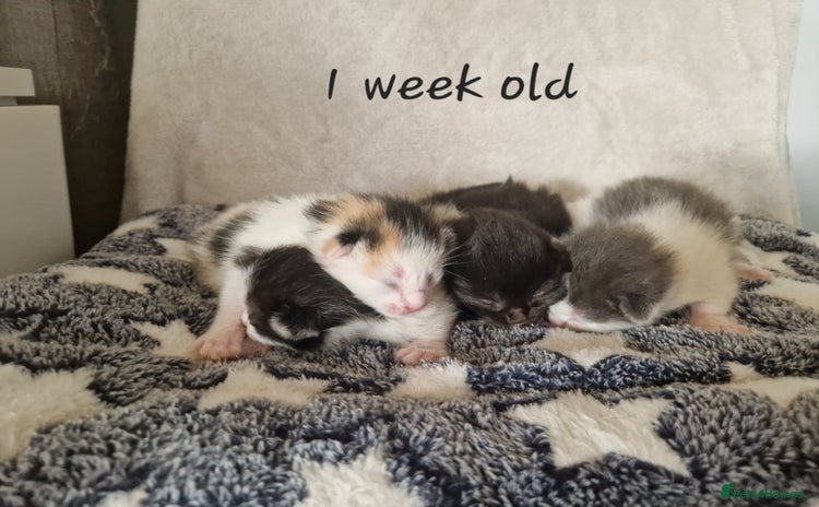 British Shorthair cats - Advert 4