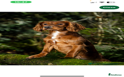 Cocker Spaniel dogs for sale: Puppies due to be born 10 November  - Image 6