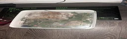 Corn Snake reptiles for sale: 🐍 9 week old corn snakes available🐍  - Advert 2