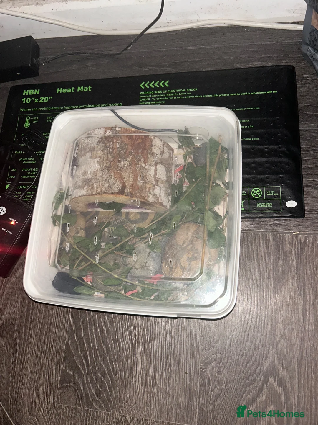 Corn Snake reptiles for sale: 🐍 9 week old corn snakes available🐍  - Advert 2