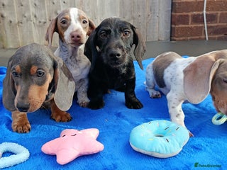 Dachshund dogs - Advert 12