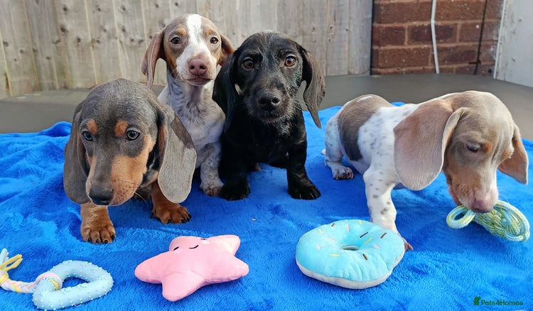 Dachshund dogs - Advert 8