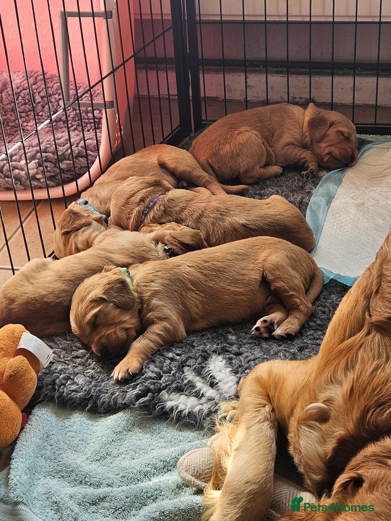 Golden Retriever dogs 5 Beautiful boys - Advert 3