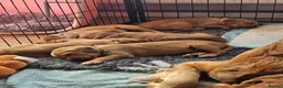 Golden Retriever dogs for sale: 5 Beautiful boys in Abingdon - Advert 5