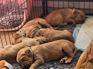 Golden Retriever dogs 5 Beautiful boys - Advert 3