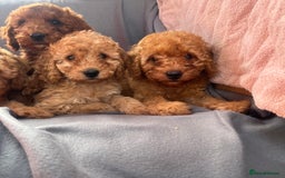 Cavapoo dogs for sale: Cavapoo puppy’s  - Image 9