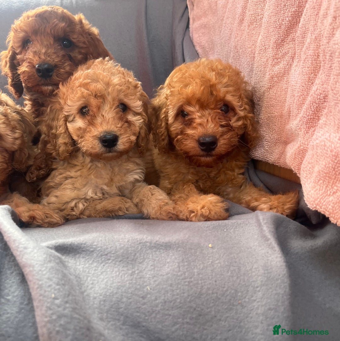 Cavapoo dogs for sale: Cavapoo puppy’s  - Image 9
