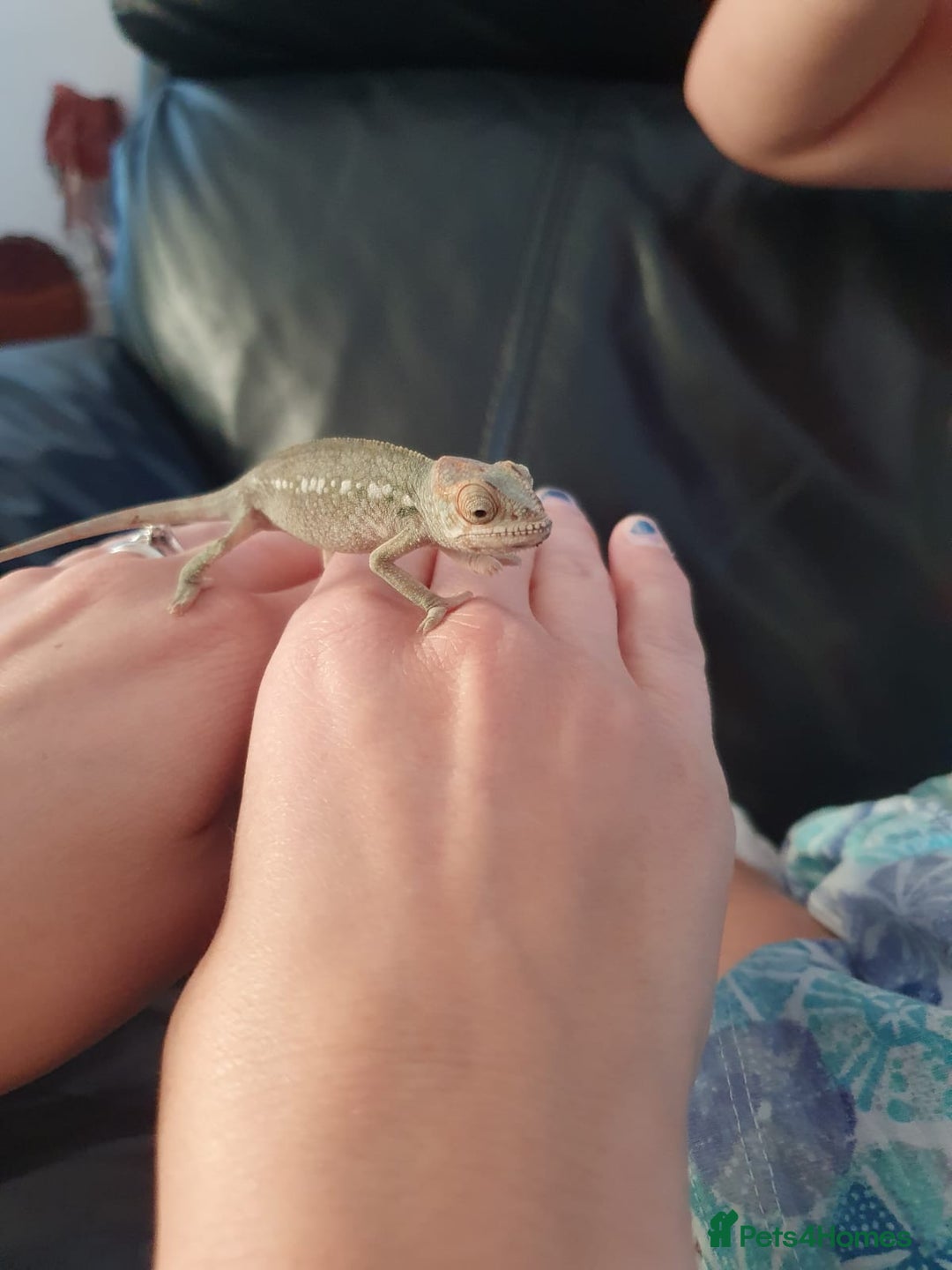 Mixed Breed reptiles for sale: Reptiles collection READ DESCRIPTION  - Advert 6