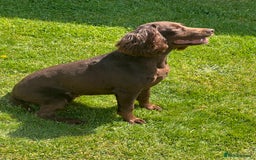 Cockapoo dogs for sale: Gorgeous F1 Cockapoo puppies - Image 9