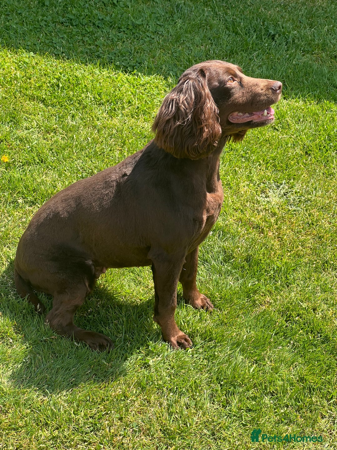 Cockapoo dogs for sale: Gorgeous F1 Cockapoo puppies - Image 9
