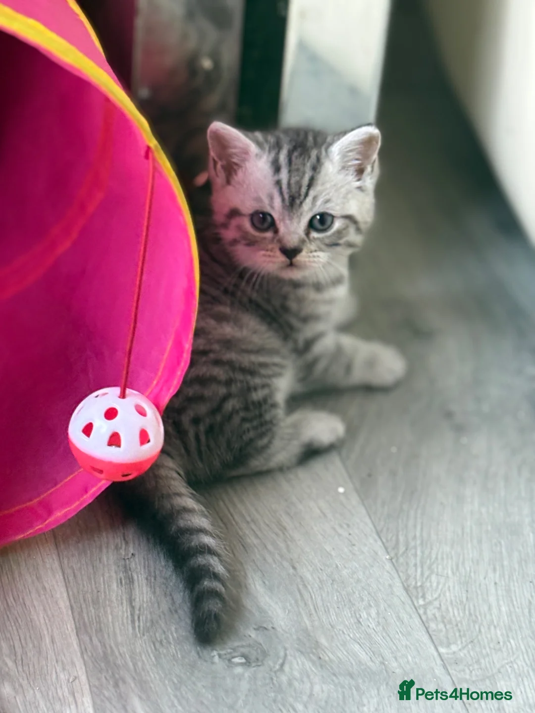 British Shorthair cats for sale: Half British shorthair  - Advert 2