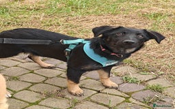 Mixed Breed dogs for adoption: ❤️Hope&Joy — two 7(8) months small sisters❤️ - Advert 11