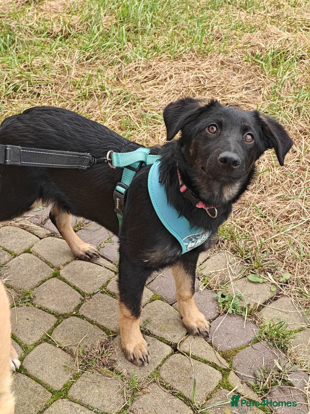Mixed Breed dogs for adoption: ❤️Hope&Joy — two 7(8) months small sisters❤️ - Advert 11