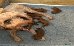 Cavapoo dogs for sale: Dark red Cavapoos ready for  the holidays. - Image 2