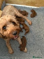 Cavapoo dogs - Advert 2