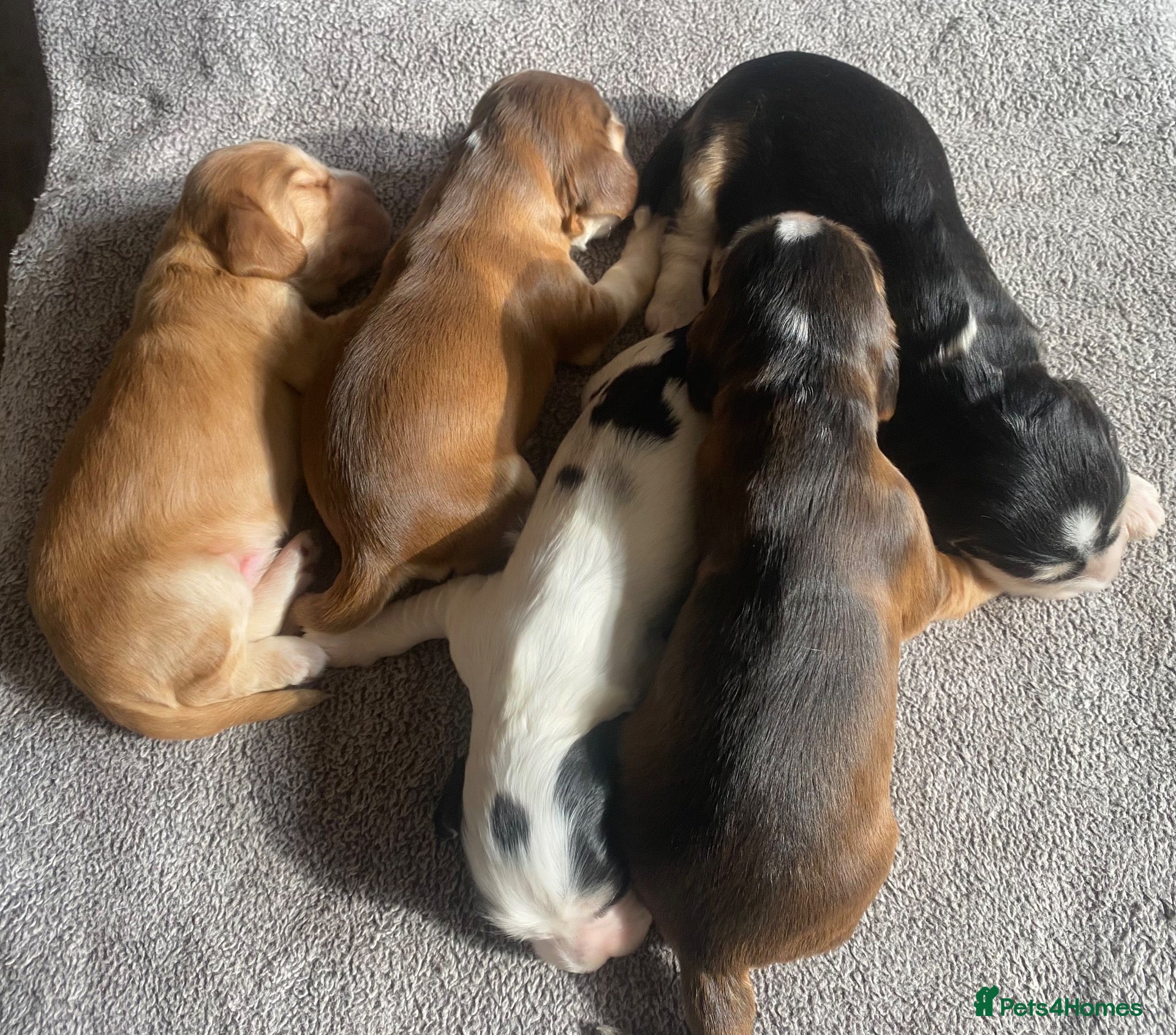 Cocker Spaniel dogs Show Type Cocker Spaniel Puppies - Advert 2