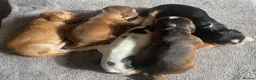 Cocker Spaniel dogs for sale: Show Type Cocker Spaniel Puppies - Advert 2