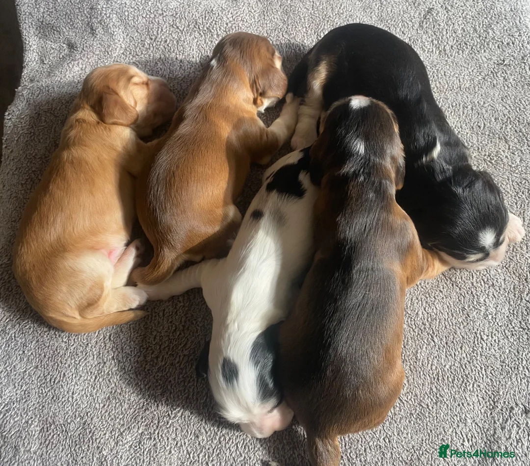 Cocker Spaniel dogs for sale: Show Type Cocker Spaniel Puppies - Advert 2
