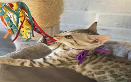 Bengal cats for sale: 🐾 Pedigree tica registered Bengal Kittens - Image 26