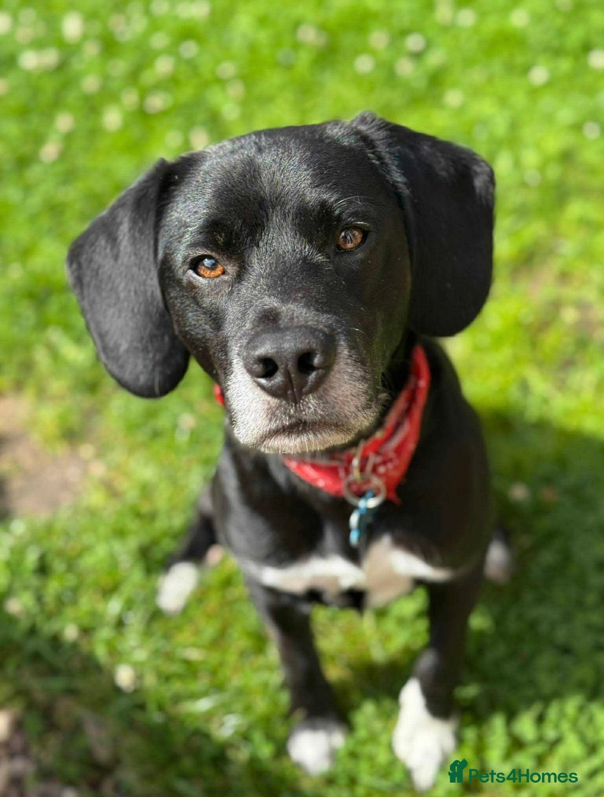 Mixed Breed dogs Bailey- looking for forever home.  - Advert 1