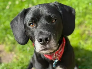 Mixed Breed dogs Bailey- looking for forever home. - Advert 1