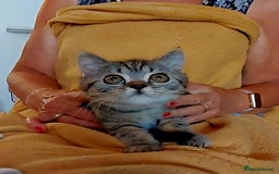 British Shorthair cats for sale: Beautiful british shorthair kittens - Image 4