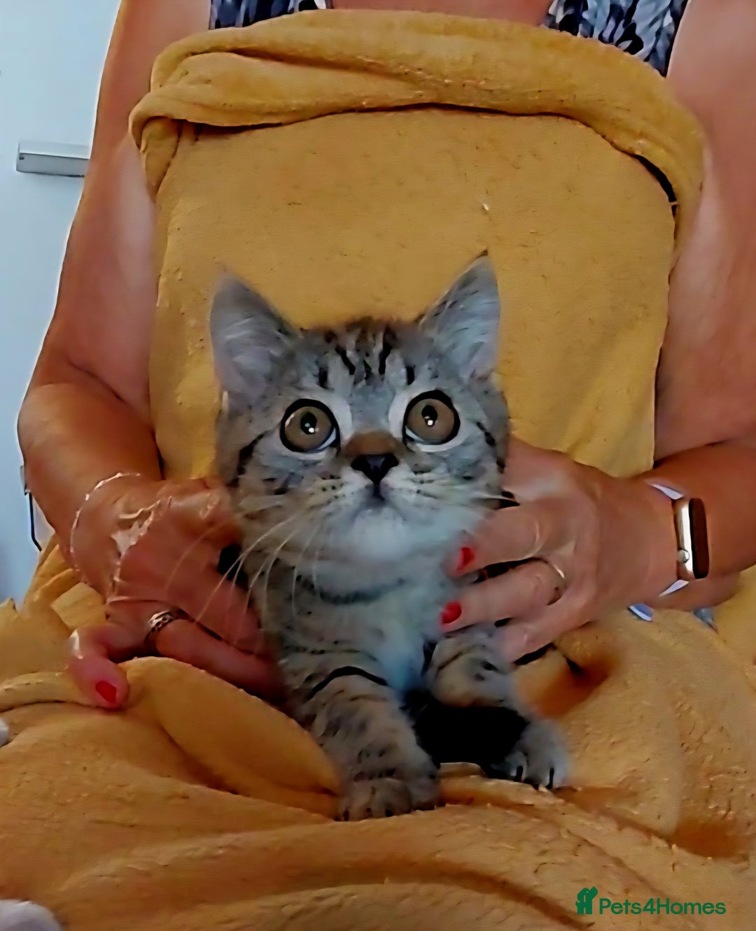 British Shorthair cats for sale: Beautiful british shorthair kittens - Image 4
